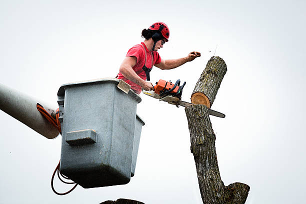 Reliable Shamrock, TX Tree Services Solutions